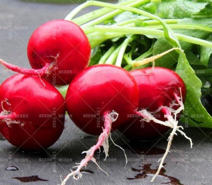 200 Organic Crimson Giant Radish Seeds – Heirloom | NON-GMO - Seed World