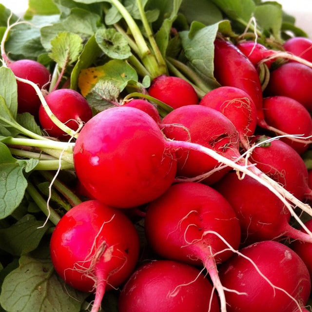 Crimson Giant radishes with red roots and green tops