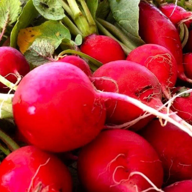 200 Organic Crimson Giant Radish Seeds – Heirloom | NON-GMO - Seed World
