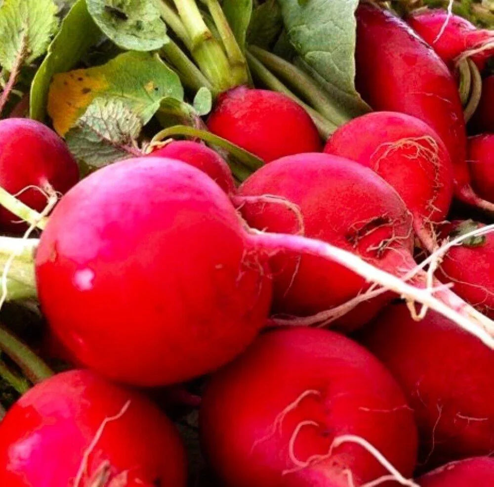 200 Organic Crimson Giant Radish Seeds – Heirloom | NON-GMO - Seed World