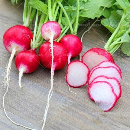 200 Organic Crimson Giant Radish Seeds – Heirloom | NON-GMO - Seed World