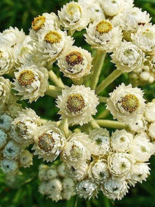 100 Pearly Everlasting Anaphalis Flower Seeds - Seed World