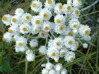 100 Pearly Everlasting Anaphalis Flower Seeds - Seed World