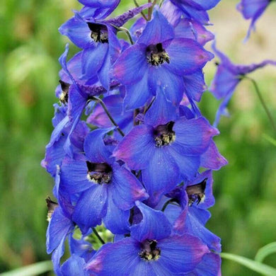 200 Penstemon Beardtongue Mix Seeds - Seed World