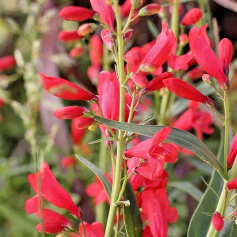 200 Penstemon Beardtongue Mix Seeds - Seed World