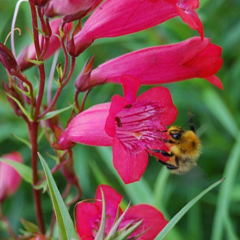 200 Penstemon Beardtongue Mix Seeds - Seed World