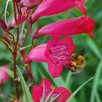200 Penstemon Beardtongue Mix Seeds - Seed World