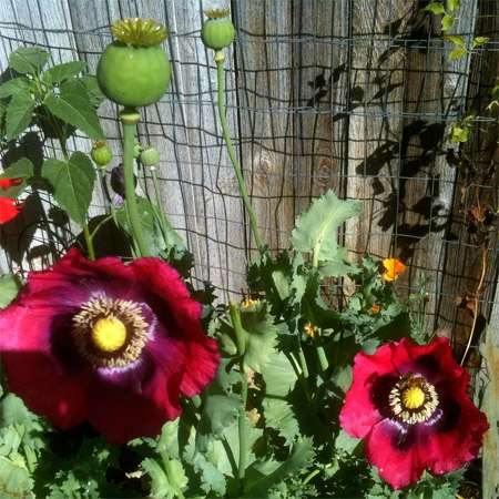 200 Poppy Pepperbox Seeds - Seed World