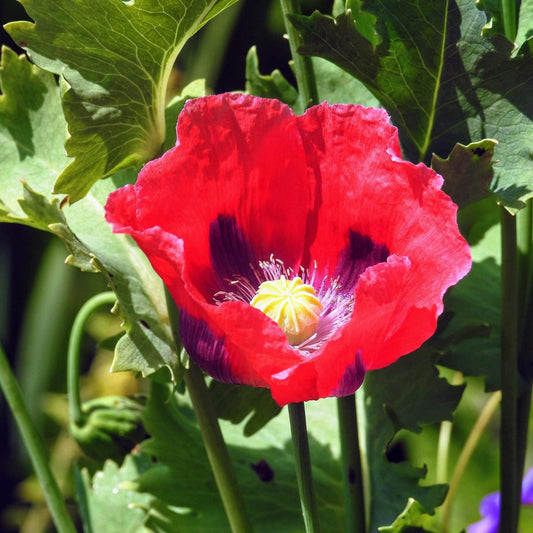 200 Poppy Pepperbox Seeds - Seed World