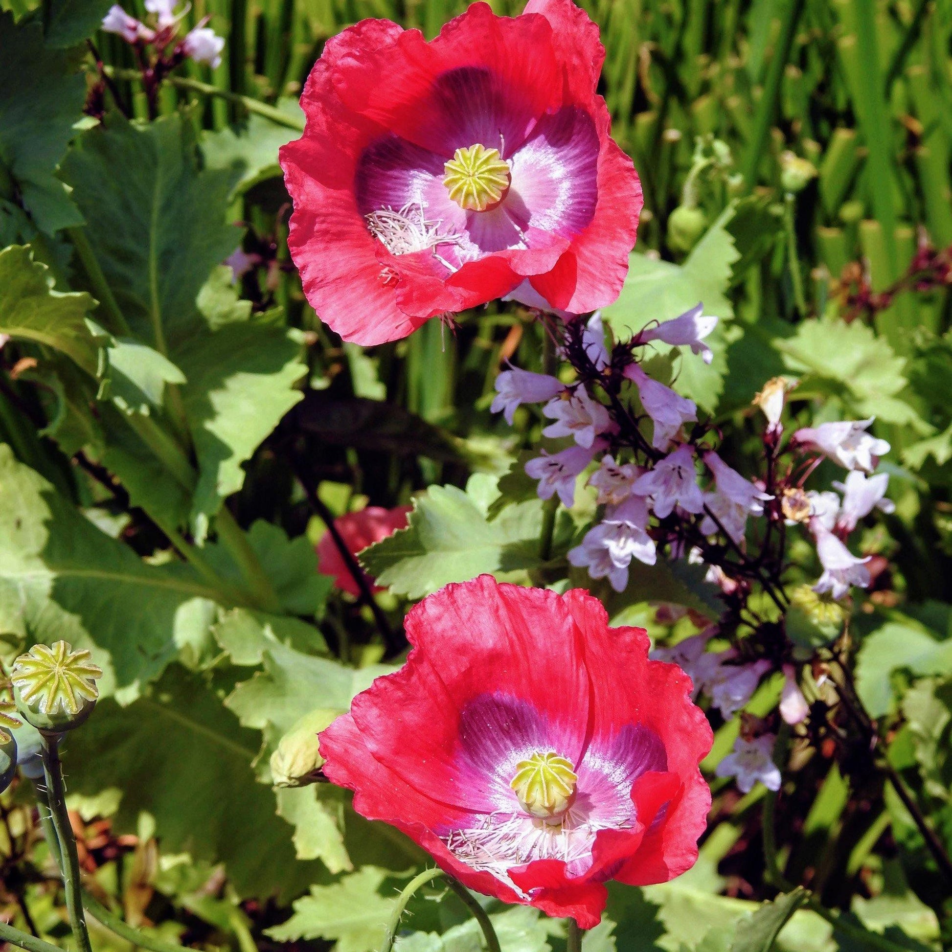 200 Poppy Pepperbox Seeds - Seed World