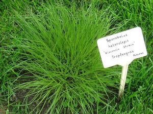 200 Prairie Dropseed Native Grass Seeds - Seed World