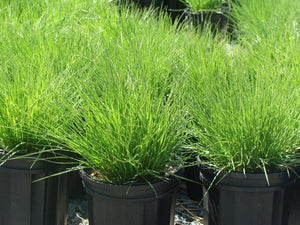 200 Prairie Dropseed Native Grass Seeds - Seed World