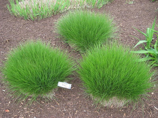 200 Prairie Dropseed Native Grass Seeds - Seed World