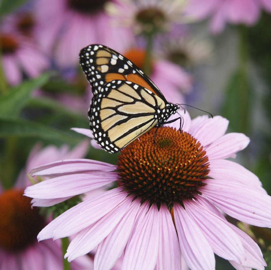 200 Purple Coneflower Seeds - Seed World