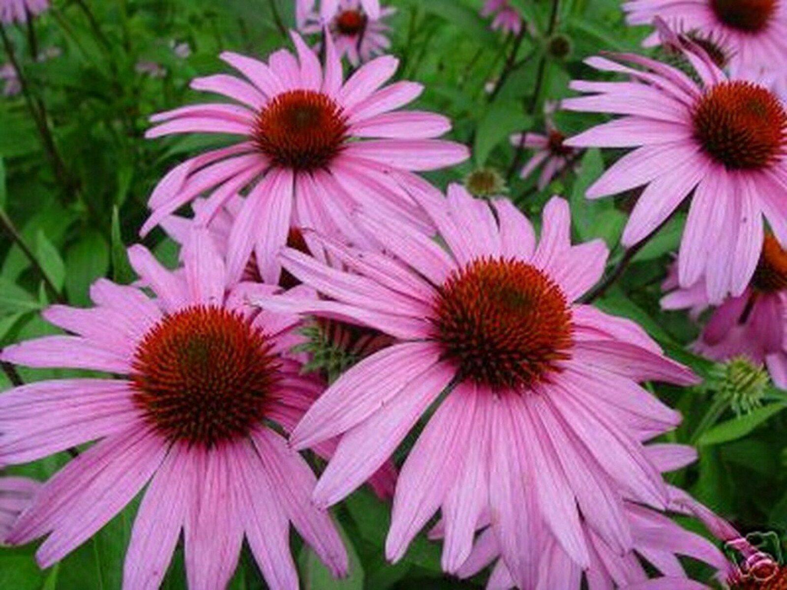 200 Purple Coneflower Seeds - Seed World