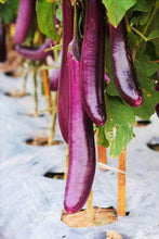 200 Purple Shine Chinese Eggplant Seeds - Seed World