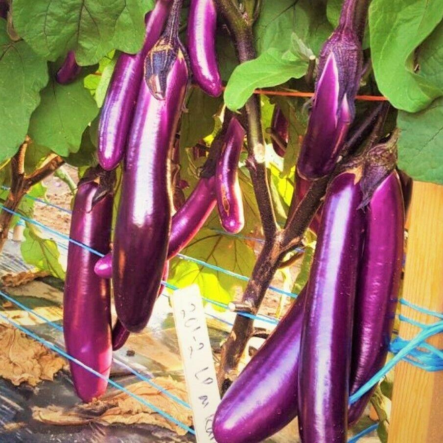 200 Purple Shine Chinese Eggplant Seeds - Seed World