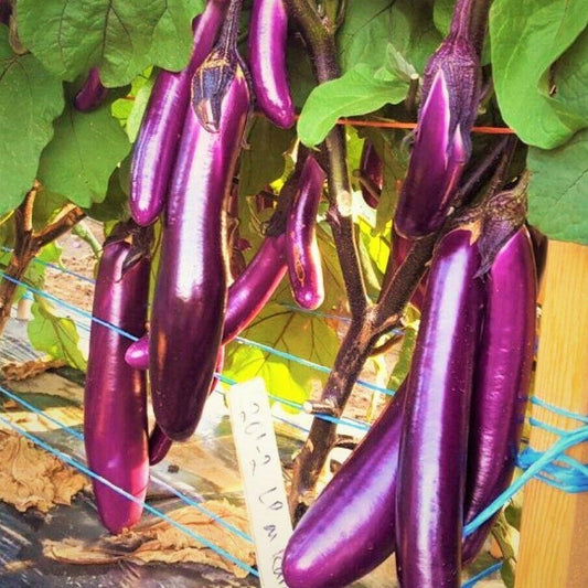200 Purple Shine Chinese Eggplant Seeds - Seed World