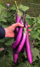 200 Purple Shine Chinese Eggplant Seeds - Seed World