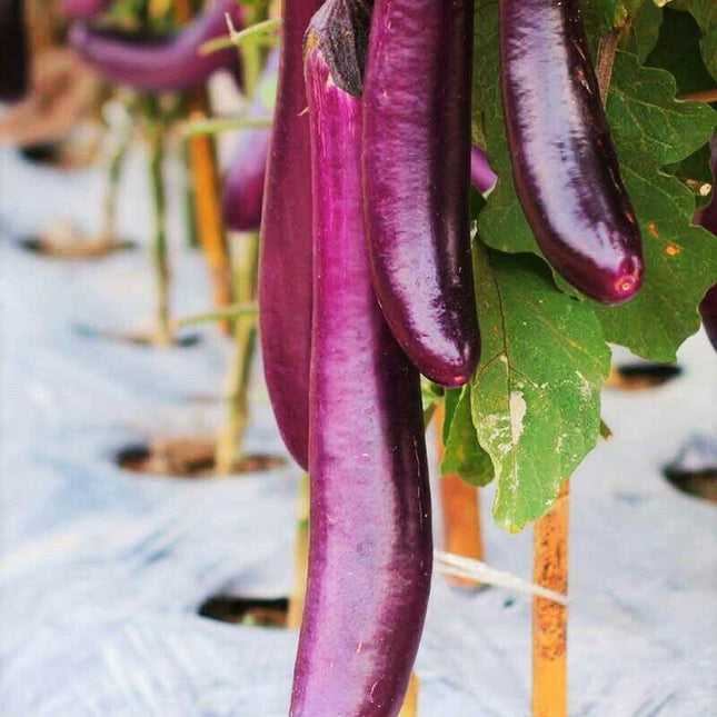 200 Purple Shine Chinese Eggplant Seeds - Seed World