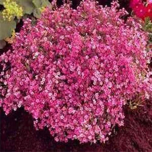 200 Red Baby's Breath Seeds – Seed World