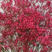 200 Red Baby's Breath Seeds - Seed World