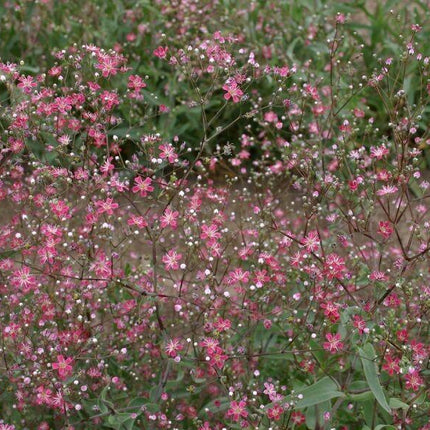 200 Red Baby's Breath Seeds - Seed World