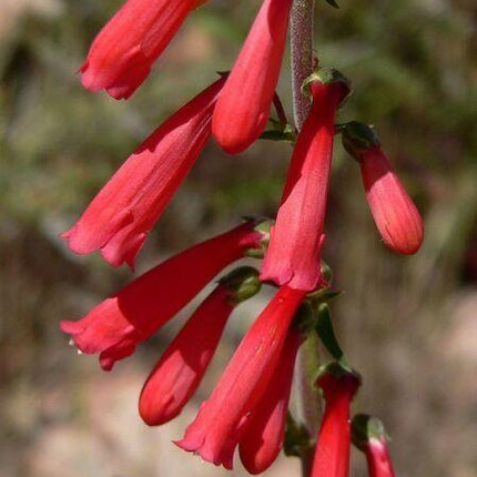 200 Red Firecracker Penstemon Seeds - Seed World