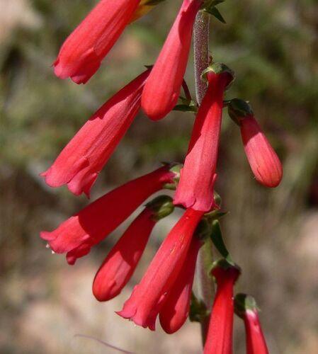200 Red Firecracker Penstemon Seeds - Seed World
