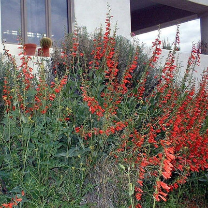 200 Red Firecracker Penstemon Seeds - Seed World