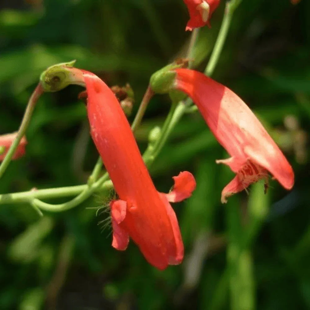 200 Red Firecracker Penstemon Seeds - Seed World