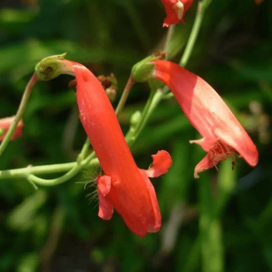 200 Red Firecracker Penstemon Seeds - Seed World