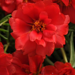 200 Red Moss Rose - Portulaca Seeds - Seed World
