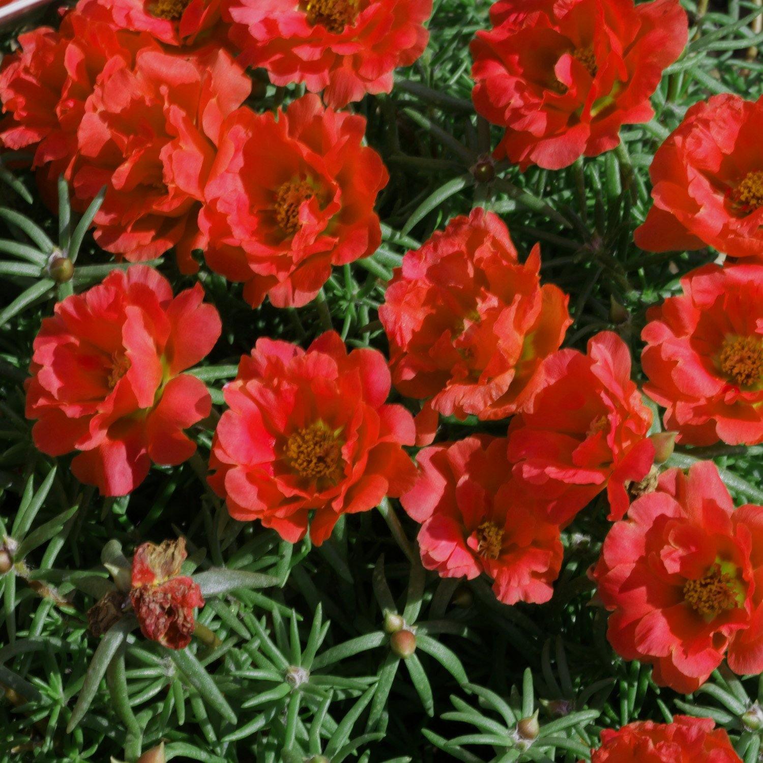 200 Red Moss Rose - Portulaca Seeds - Seed World