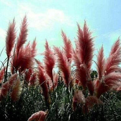 200 red pampas grass seeds - Seed World