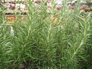 25 Rosemary (Rosemarinus Officinalis) Seeds - Seed World