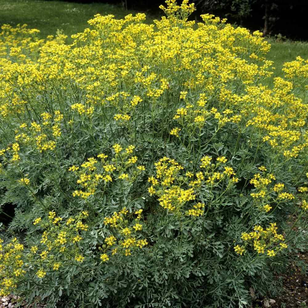 200 Rue (Ruta Graveolens) Seeds - Seed World