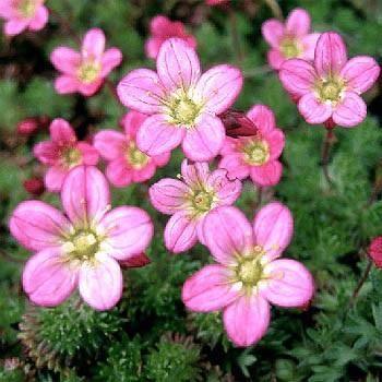 200 Saxifraga Rose Robe Seeds - Seed World
