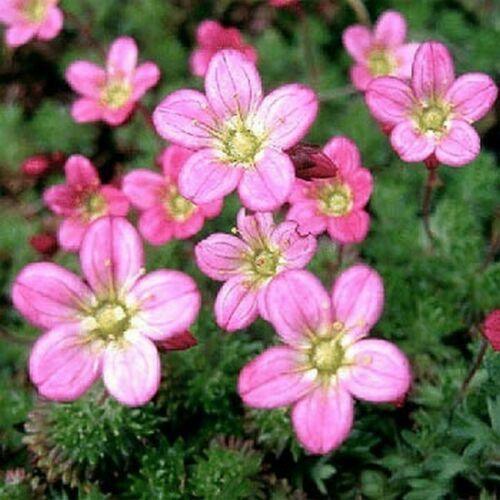 200 Saxifraga Rose Robe Seeds - Seed World