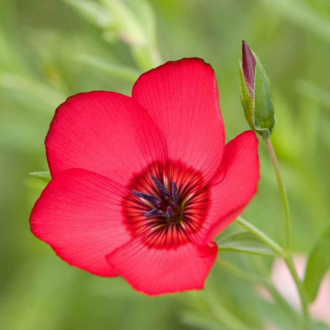 200 Scarlet Flax (Linum Grandiflorum Rubrum) Seeds - Seed World