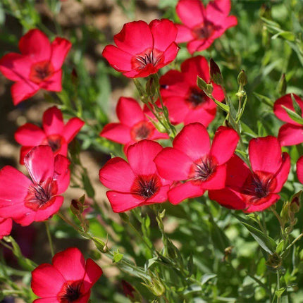 200 Scarlet Flax (Linum Grandiflorum Rubrum) Seeds - Seed World