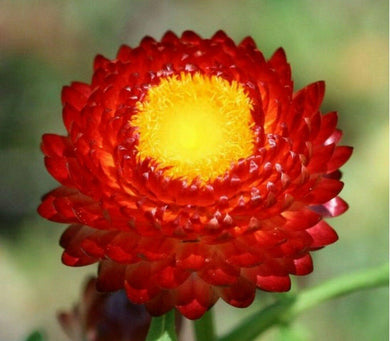 200 Scarlet Strawflower Fireball Seeds - Seed World