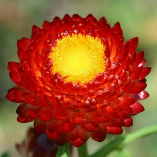 200 Scarlet Strawflower Fireball Seeds - Seed World