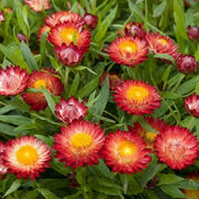 200 Scarlet Strawflower Fireball Seeds - Seed World