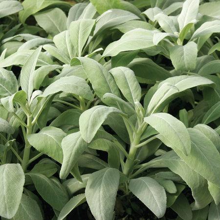200 Smudging Sage (Salvia Apiana) Seeds - Seed World