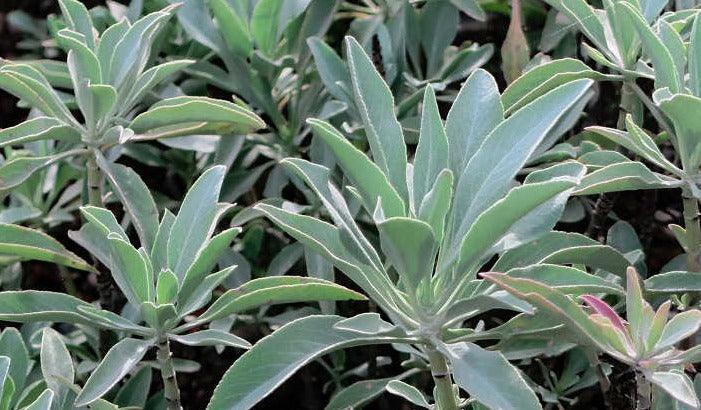 200 Smudging Sage (Salvia Apiana) Seeds - Seed World