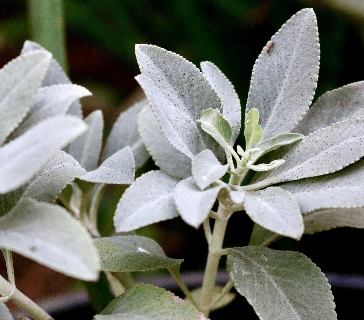 200 Smudging Sage (Salvia Apiana) Seeds - Seed World