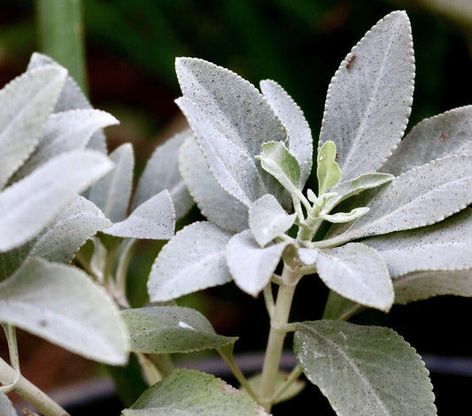 200 Smudging Sage (Salvia Apiana) Seeds - Seed World