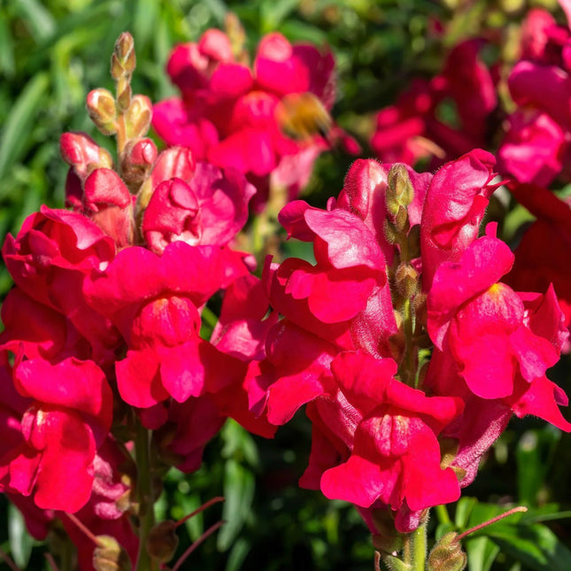 Ruby Red Snapdragon flowers with vibrant deep red blooms growing in a garden. Seed World