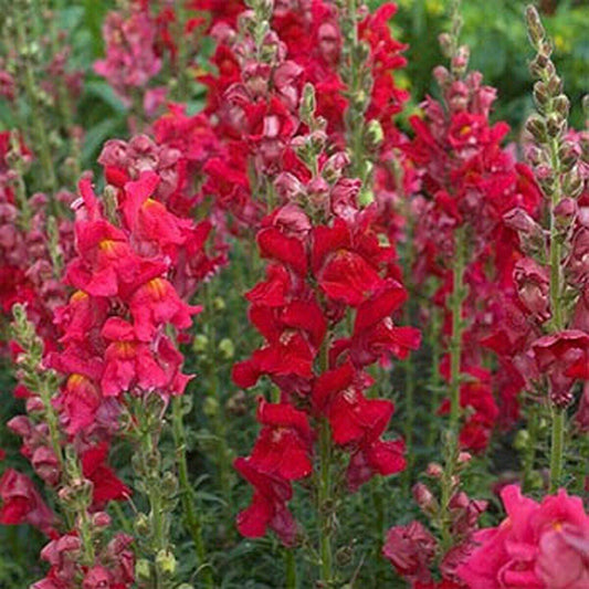 200 Snapdragon Ruby Seeds - Seed World